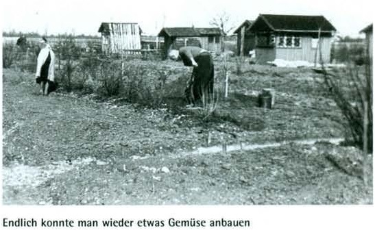 Erste Neuanpflanzungen